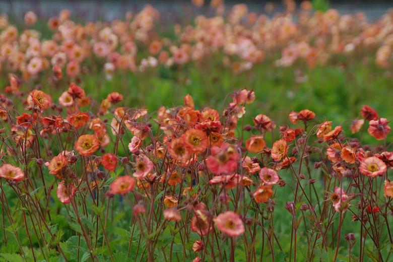 Geum Wet Kiss, Wet Kiss Avens, Red Geum, Red Avens, Red Flowers